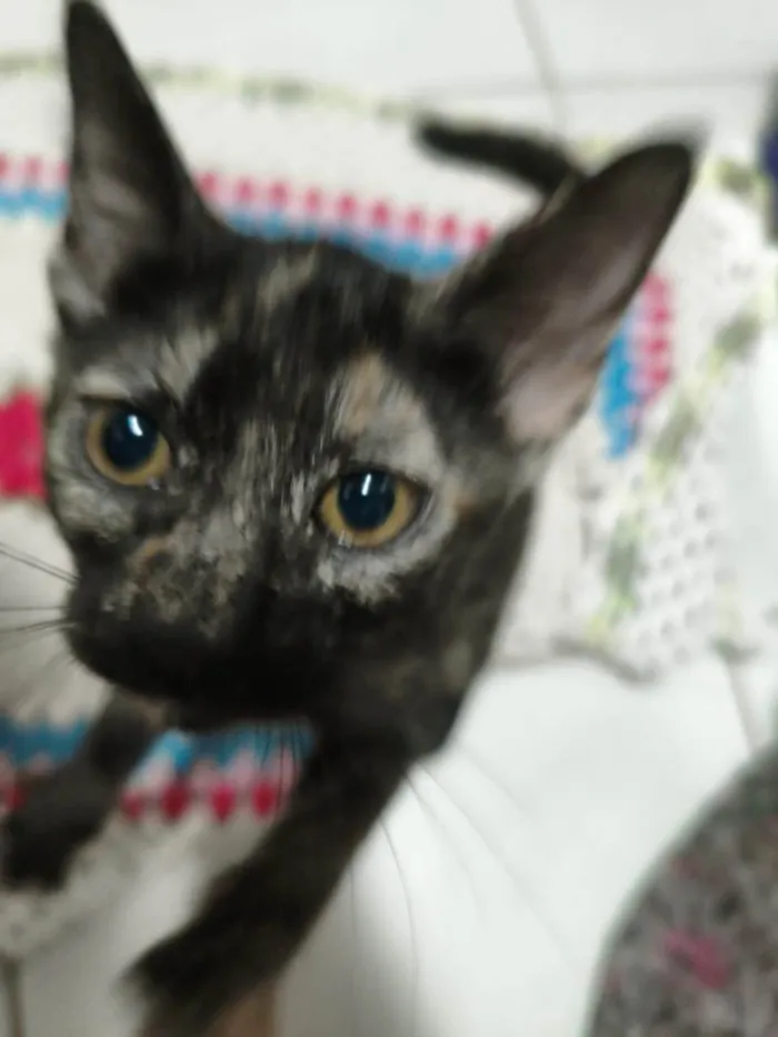 Gato ra a SRD-ViraLata idade 2 a 6 meses nome Olívia