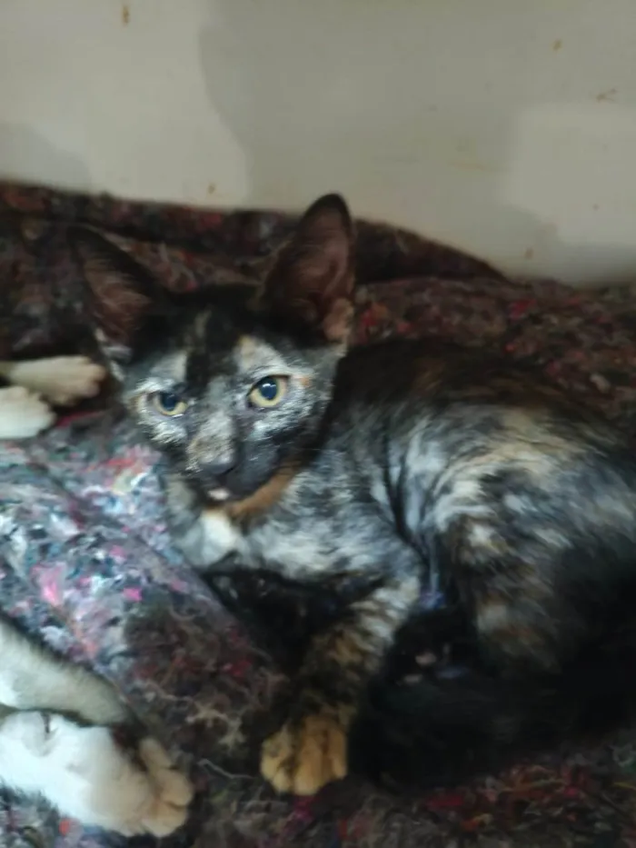 Gato ra a SRD-ViraLata idade 2 a 6 meses nome Olívia