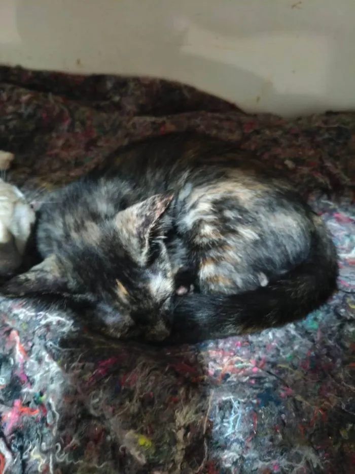 Gato ra a SRD-ViraLata idade 2 a 6 meses nome Olívia