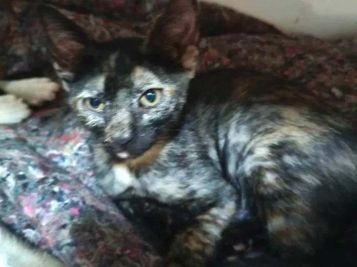 Gato ra a SRD-ViraLata idade 2 a 6 meses nome Olívia