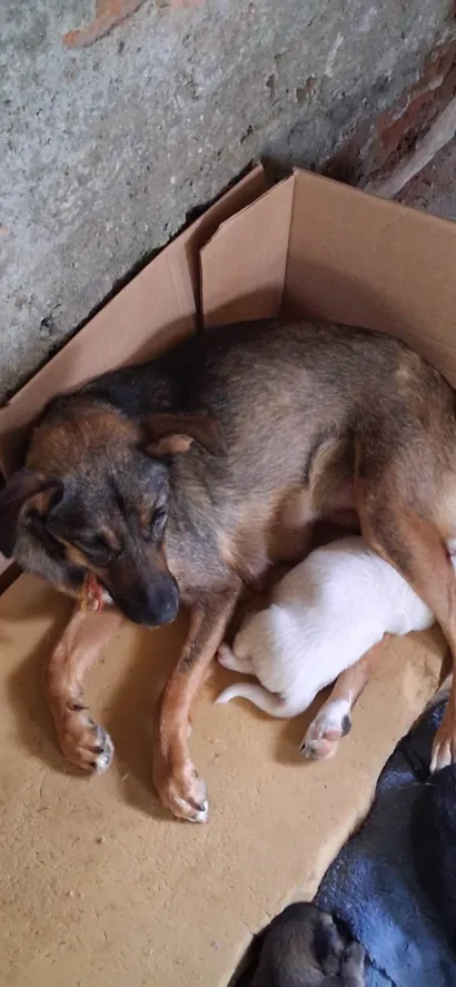 Cachorro raça SRD-ViraLata idade 2 anos nome Lola 