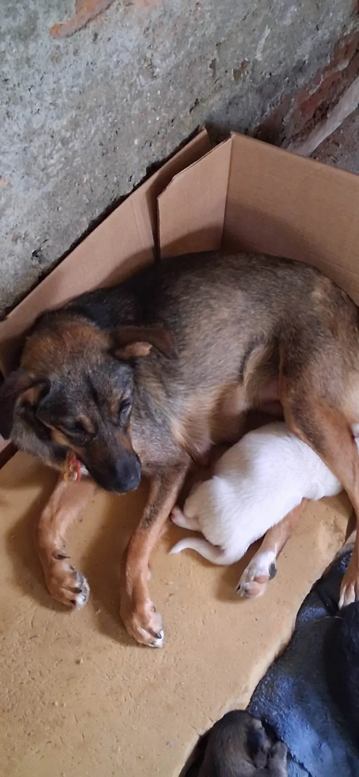 Cachorro ra a SRD-ViraLata idade 2 anos nome Lola 