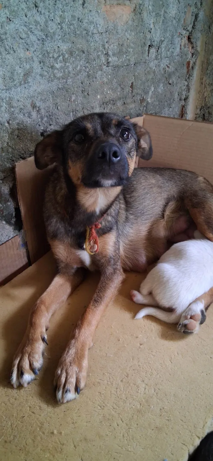 Cachorro ra a SRD-ViraLata idade 2 anos nome Lola 