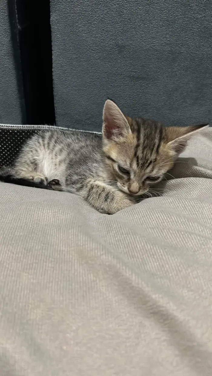 Gato ra a SRD-ViraLata idade Abaixo de 2 meses nome Luna