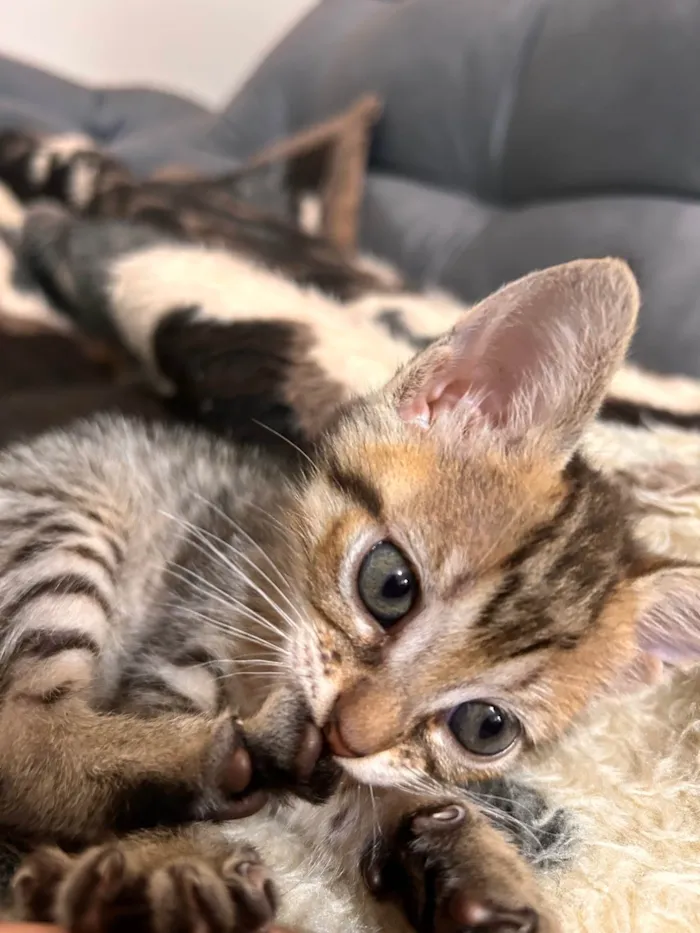 Gato ra a SRD-ViraLata idade Abaixo de 2 meses nome Luna