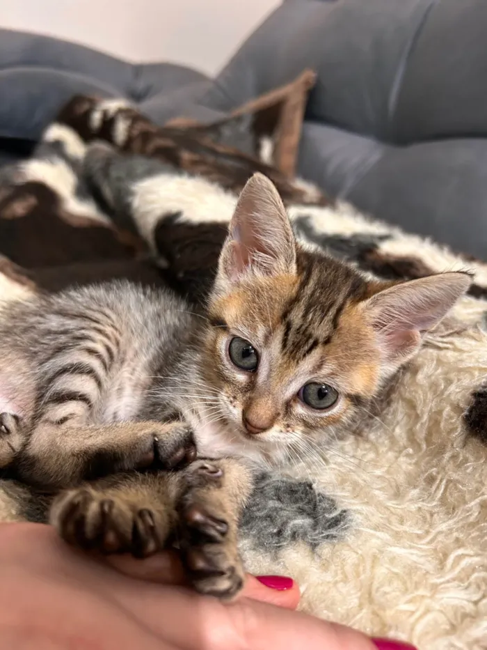 Gato ra a SRD-ViraLata idade Abaixo de 2 meses nome Luna