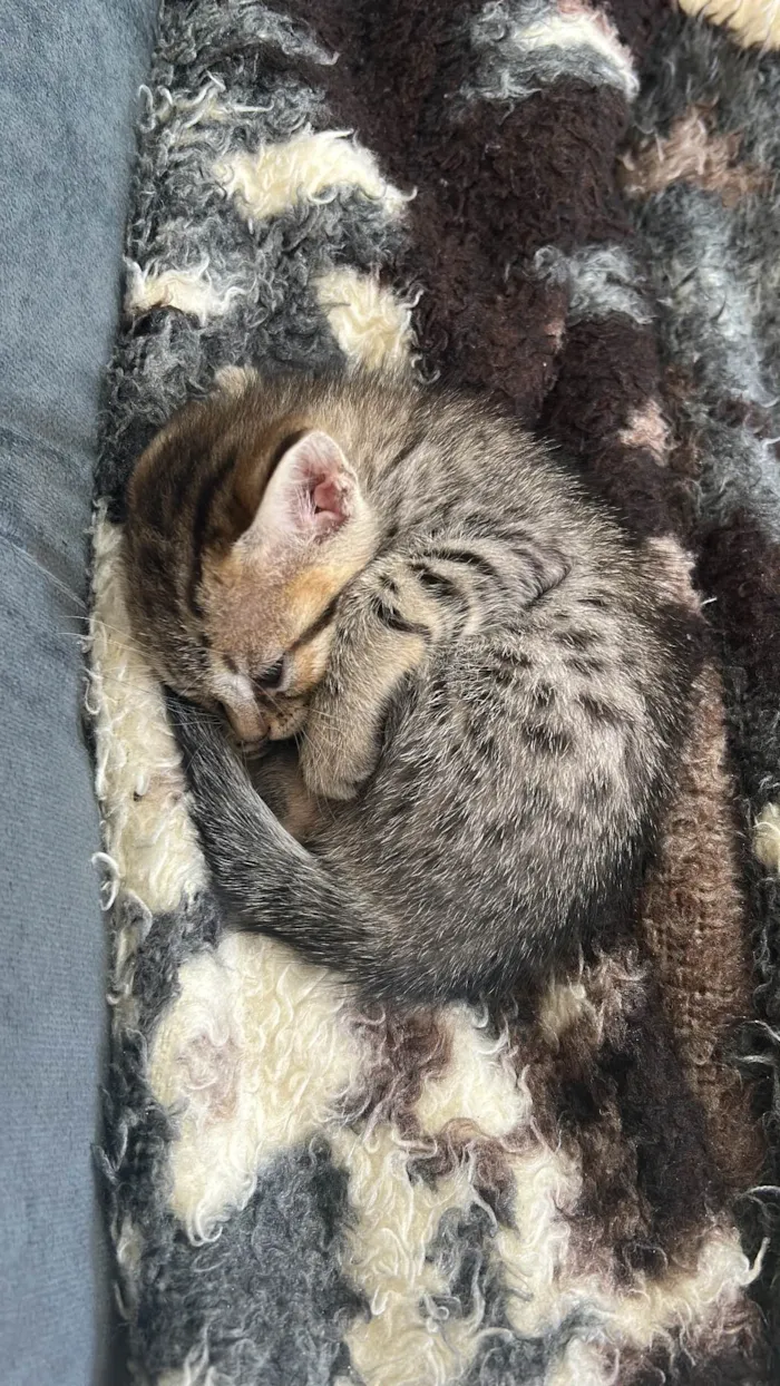 Gato ra a SRD-ViraLata idade Abaixo de 2 meses nome Luna