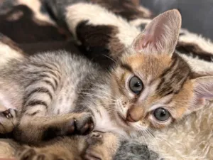 Gato raça SRD-ViraLata idade Abaixo de 2 meses nome Luna