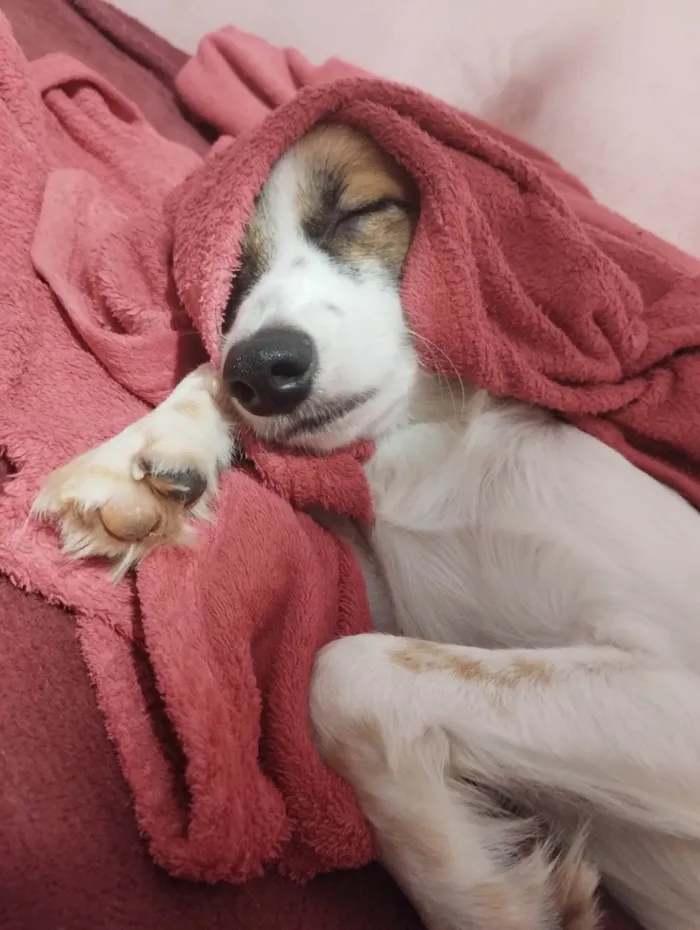 Cachorro ra a SRD-ViraLata idade 1 ano nome Acerola 