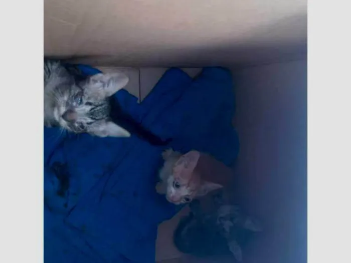 Gato ra a SRD-ViraLata idade Abaixo de 2 meses nome GATINHOS