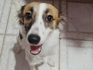 Cachorro raça SRD-ViraLata idade 1 ano nome Acerola 