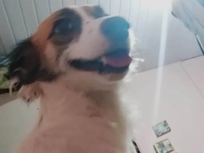 Cachorro ra a SRD-ViraLata idade 1 ano nome Acerola 