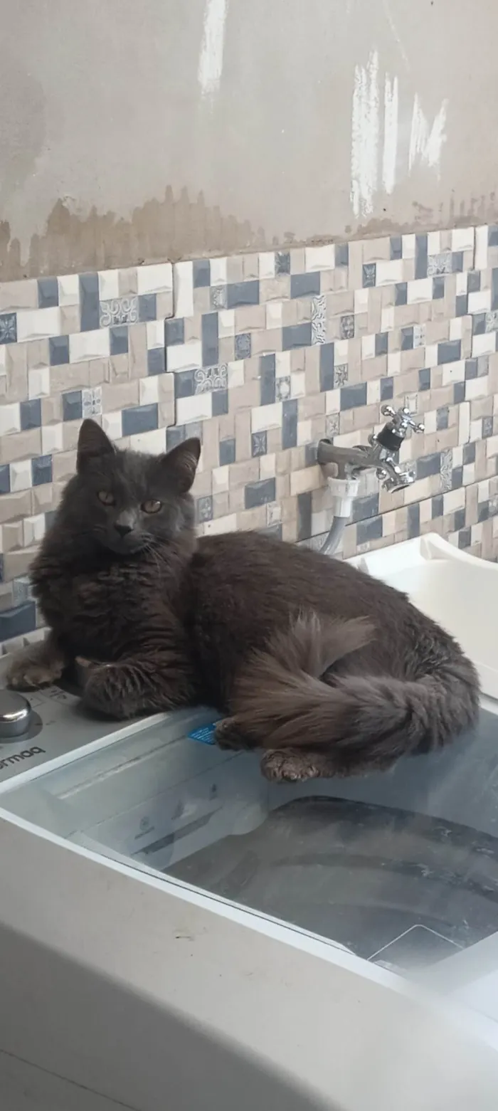Gato ra a SRD-ViraLata idade 7 a 11 meses nome Cinza 