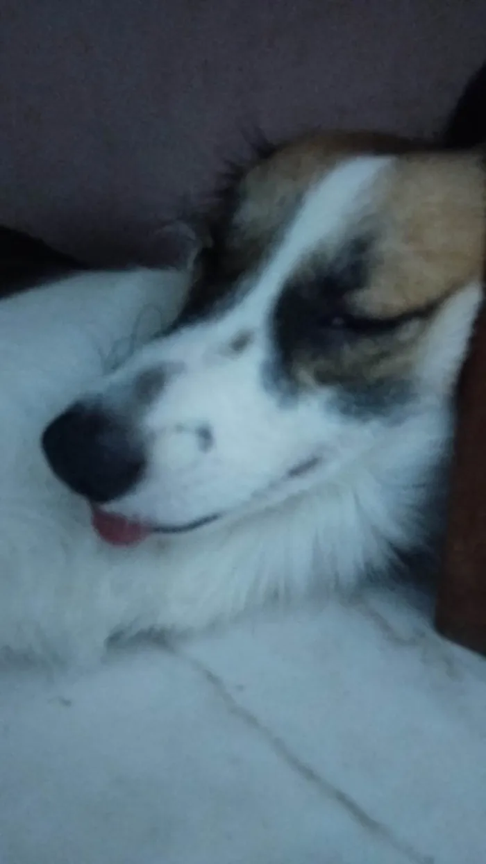 Cachorro ra a SRD-ViraLata idade 1 ano nome Acerola 