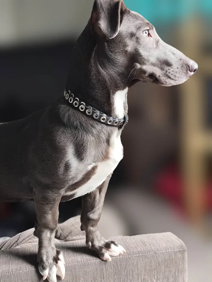 Cachorro ra a SRD-ViraLata idade 1 ano nome Mirella 