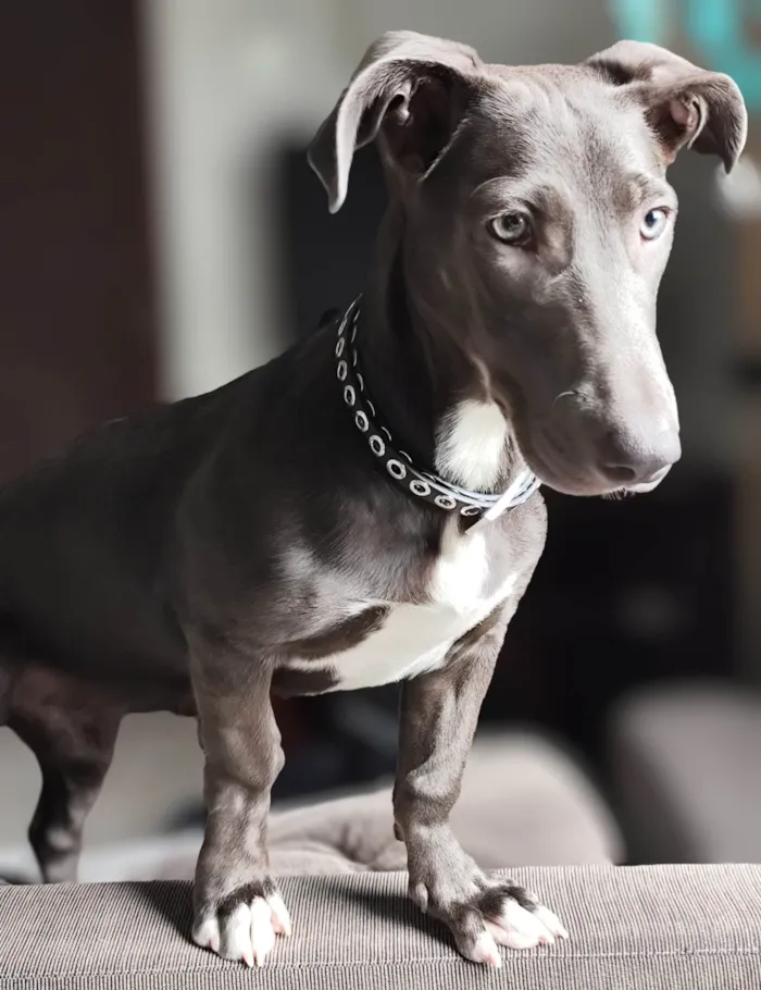 Cachorro ra a SRD-ViraLata idade 1 ano nome Mirella 