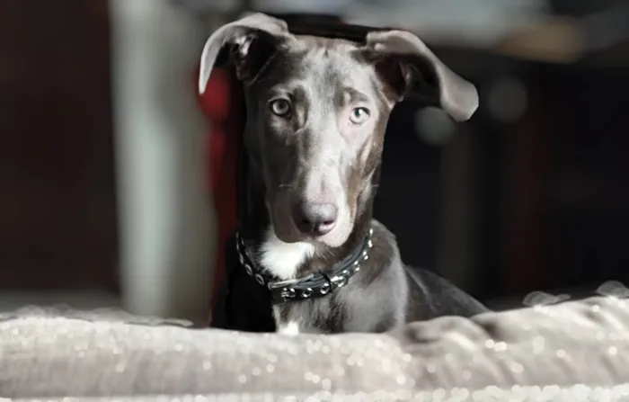 Cachorro ra a SRD-ViraLata idade 1 ano nome Mirella 