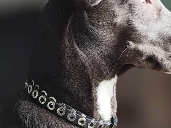 Cachorro ra a SRD-ViraLata idade 1 ano nome Mirella 