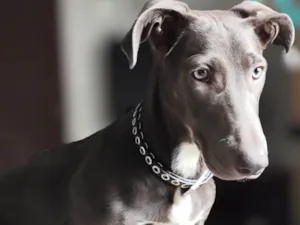 Cachorro raça SRD-ViraLata idade 1 ano nome Mirella 