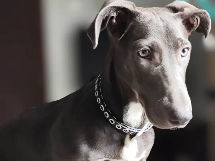 Cachorro ra a SRD-ViraLata idade 1 ano nome Mirella 