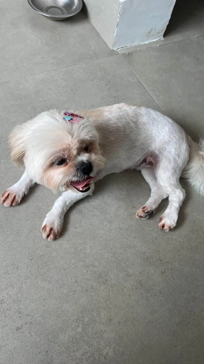 Cachorro ra a Shitzu idade 6 ou mais anos nome Mel 