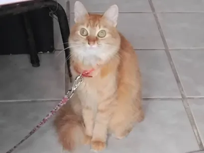 Gato raça SRD-ViraLata idade 1 ano nome AMANDA VITORIA 