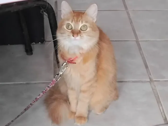 Gato ra a SRD-ViraLata idade 1 ano nome AMANDA VITORIA 