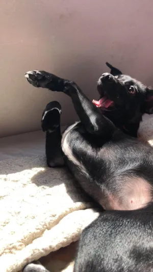 Cachorro raça Labrador idade 7 a 11 meses nome Mel