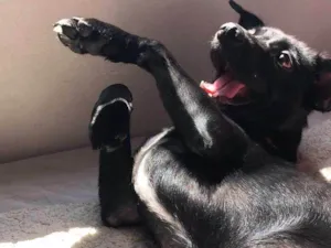 Cachorro raça Labrador idade 7 a 11 meses nome Mel