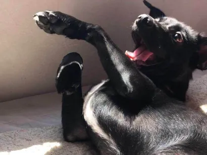 Cachorro raça Labrador idade 7 a 11 meses nome Mel