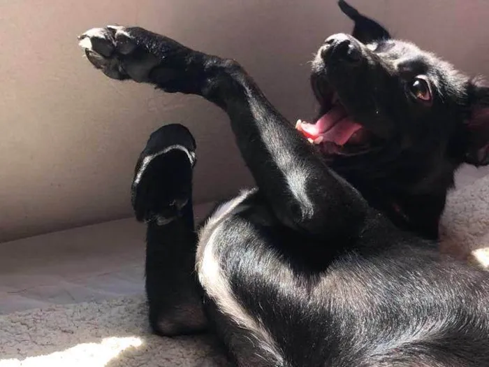 Cachorro ra a Labrador idade 7 a 11 meses nome Mel