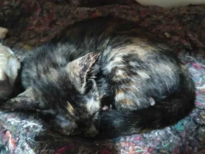 Gato ra a SRD-ViraLata idade 2 a 6 meses nome Olívia