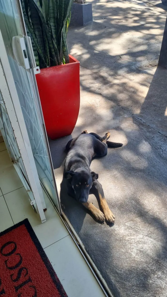 Cachorro ra a SRD-ViraLata idade 1 ano nome Cachorro preto de porte médio 
