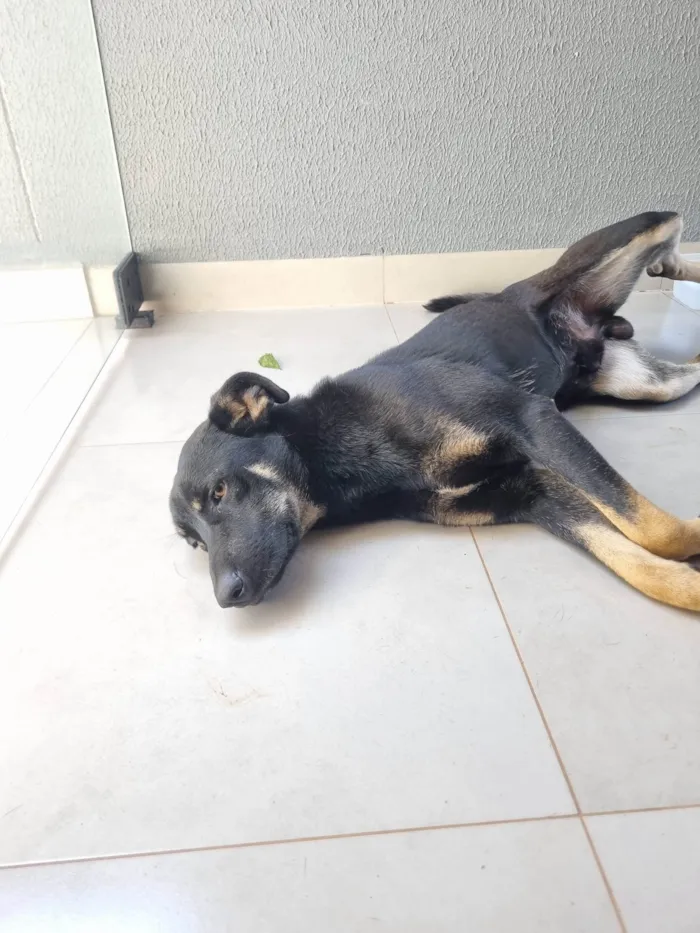 Cachorro ra a SRD-ViraLata idade 1 ano nome Cachorro preto de porte médio 