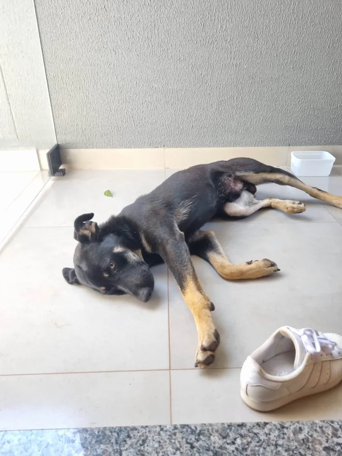 Cachorro ra a SRD-ViraLata idade 1 ano nome Cachorro preto de porte médio 