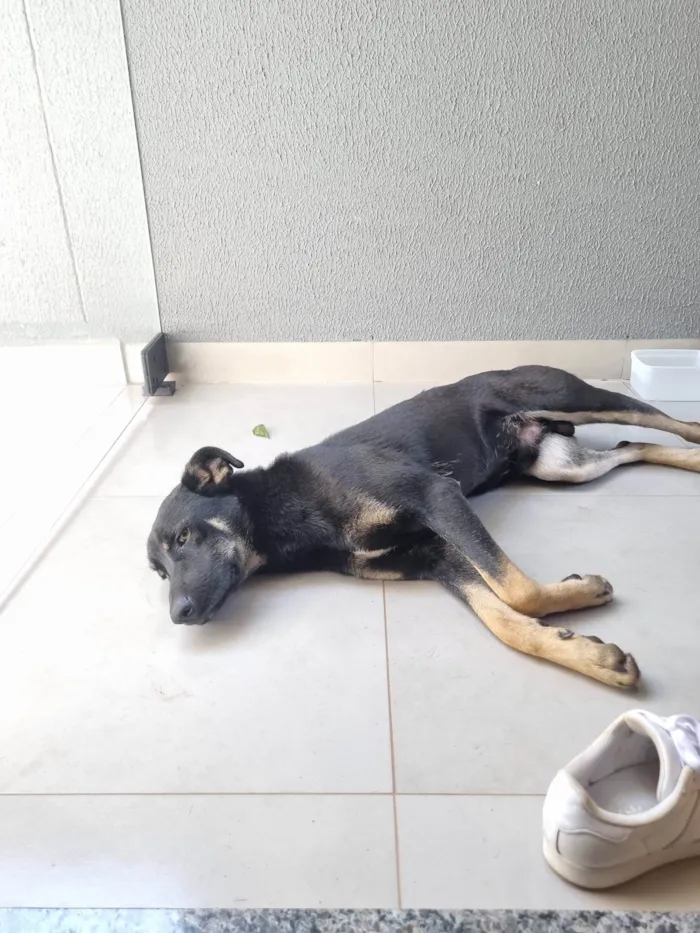 Cachorro ra a SRD-ViraLata idade 1 ano nome Cachorro preto de porte médio 