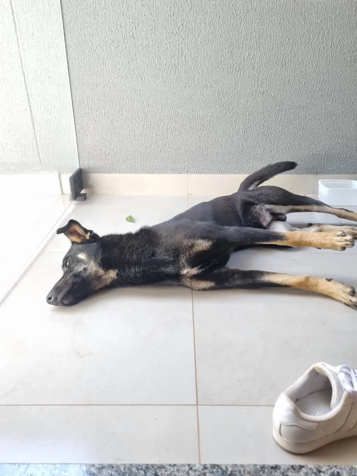 Cachorro preto de porte médio 