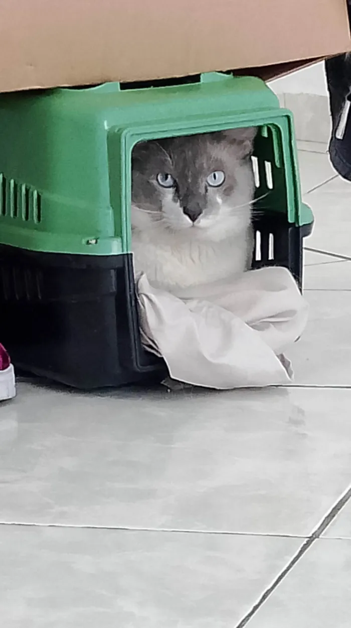 Gato ra a SRD-ViraLata idade 1 ano nome Maisena