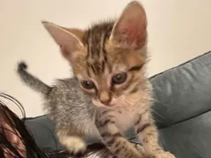 Gato raça SRD-ViraLata idade Abaixo de 2 meses nome Luna