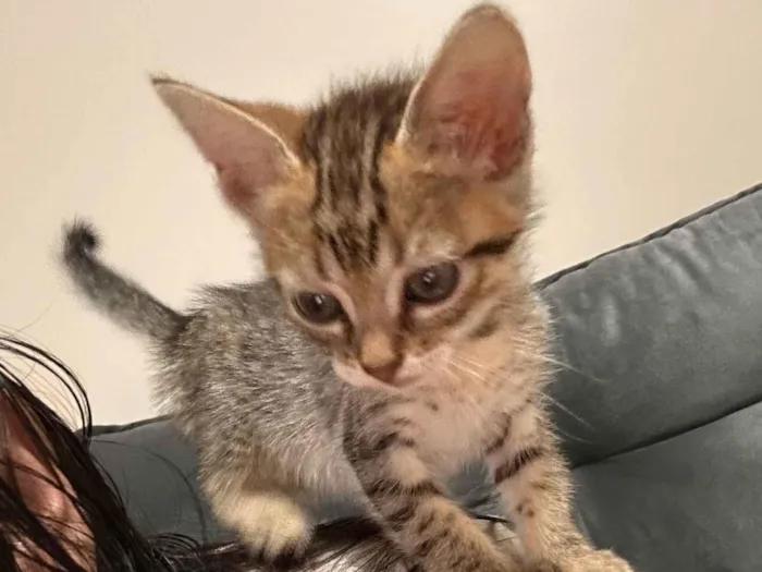 Gato ra a SRD-ViraLata idade Abaixo de 2 meses nome Luna