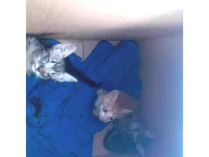 Gato ra a SRD-ViraLata idade Abaixo de 2 meses nome GATINHOS