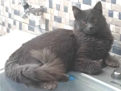 Gato raça SRD-ViraLata idade 7 a 11 meses nome Cinza 