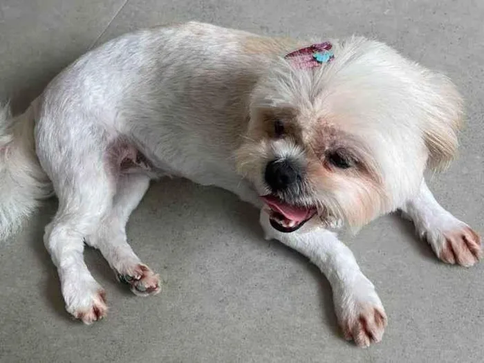 Cachorro ra a Shitzu idade 6 ou mais anos nome Mel 