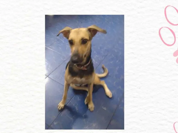 Cachorro ra a SRD-ViraLata idade 1 ano nome Taia