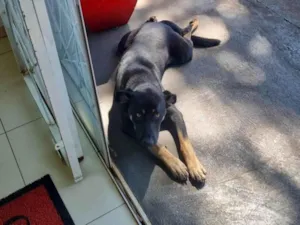 Cachorro ra a SRD-ViraLata idade 1 ano nome Cachorro preto de porte médio 