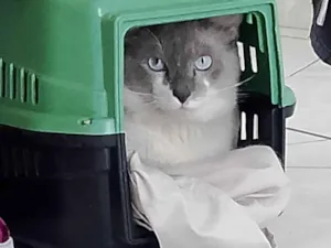 Gato raça SRD-ViraLata idade 1 ano nome Maisena