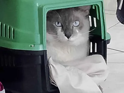 Gato raça SRD-ViraLata idade 1 ano nome Maisena