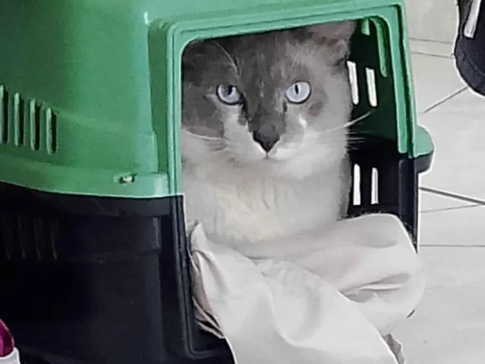 Gato ra a SRD-ViraLata idade 1 ano nome Maisena