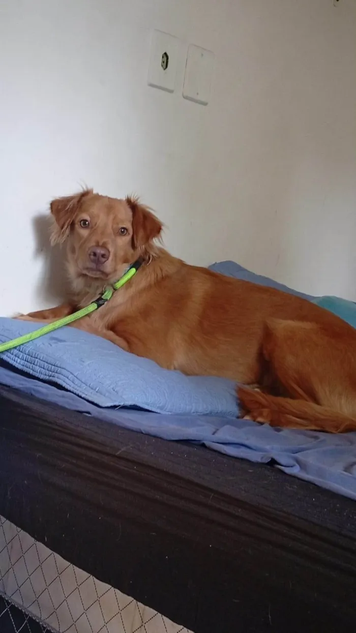 Cachorro ra a SRD-ViraLata idade 1 ano nome Astro