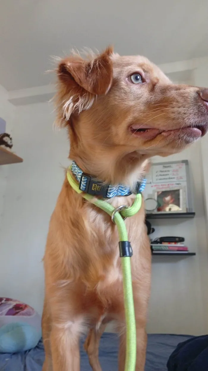 Cachorro ra a SRD-ViraLata idade 1 ano nome Astro